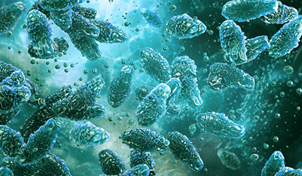 Clostridium Butyricum